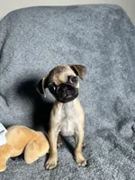 Pug F2, a female Pug for sale in Houston, TX – 4 of 9