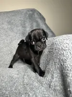 Pug M-1, a male Pug for sale in Houston, TX – 3 of 6