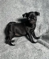 Pug G3, a female Pug for sale in Houston, TX – 2 of 6