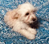 MaltiPoo, a male Maltipoo for sale in Houston, TX – 5 of 10