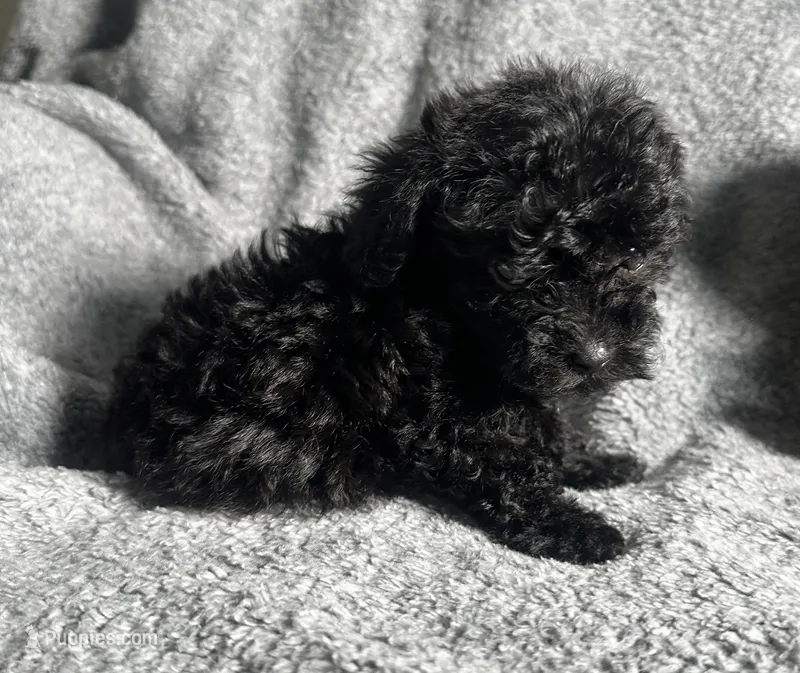 Poodle G1 – Poodle - Miniature  puppy for sale in Houston, TX