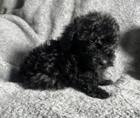 Poodle G1, a female Poodle - Miniature  for sale in Houston, TX – 1 of 7