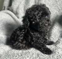 Poodle G1, a female Poodle - Miniature  for sale in Houston, TX – 3 of 7