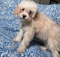 Maltipoo Boy, a male Maltipoo for sale in Houston, TX – 5 of 7