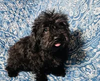 Maltipoo Girl, a female Maltipoo for sale in Houston, TX – 2 of 9