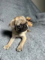 Pug M1, a female Pug for sale in Houston, TX – 6 of 10