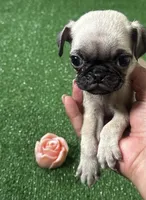 Pug girl 1, a female Pug for sale in Houston, TX – 7 of 10