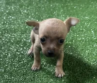 Chihuahua M1, a male Chihuahua for sale in Houston, TX – 5 of 8
