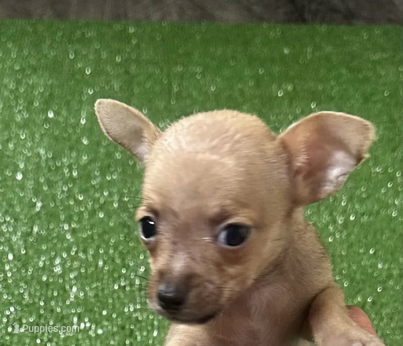 Chihuahua M1 – Chihuahua puppy for sale in Houston, TX