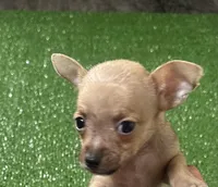 Chihuahua M1, a male Chihuahua for sale in Houston, TX – 1 of 8