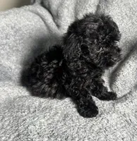 Poodle G1, a female Poodle - Miniature  for sale in Houston, TX – 4 of 7