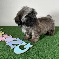 Shih Tzu 2, a female Shih Tzu for sale in Houston, TX – Photo 6 of 7