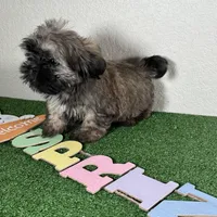 Shih Tzu 2, a female Shih Tzu for sale in Houston, TX – Photo 1 of 7