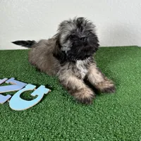 Shih Tzu 2, a female Shih Tzu for sale in Houston, TX – Photo 3 of 7