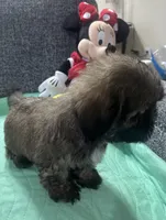 Shih Tzu 2, a female Shih Tzu for sale in Houston, TX – Photo 4 of 9