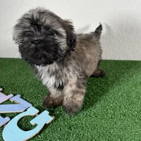 Shih Tzu 2, a female Shih Tzu for sale in Houston, TX – Photo 2 of 7