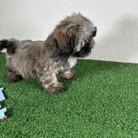 Shih Tzu 2, a female Shih Tzu for sale in Houston, TX – Photo 7 of 7