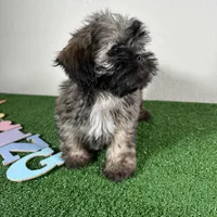 Shih Tzu 2, a female Shih Tzu for sale in Houston, TX – Photo 5 of 7