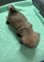 Shih Tzu 2, a female Shih Tzu for sale in Houston, TX – Photo 7 of 9