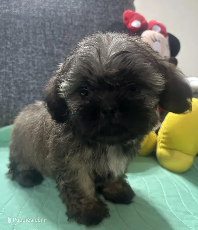 Shih Tzu 2