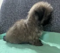 Shih Tzu 2, a female Shih Tzu for sale in Houston, TX – Photo 9 of 9