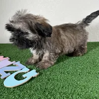 Shih Tzu 2, a female Shih Tzu for sale in Houston, TX – Photo 4 of 7