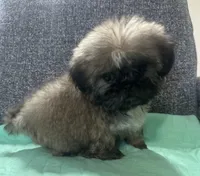 Shih Tzu 2, a female Shih Tzu for sale in Houston, TX – Photo 8 of 9