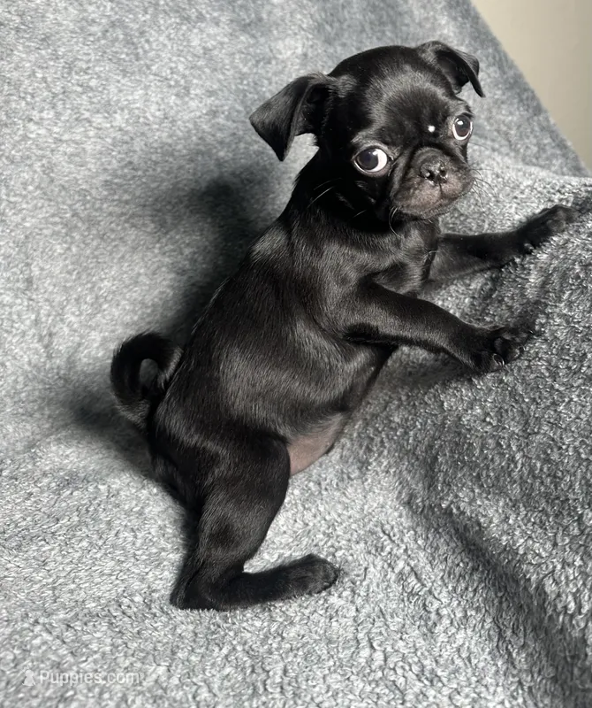 Pug G3 – Pug puppy for sale in Houston, TX