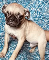 Pug F2, a female Pug for sale in Houston, TX – 5 of 5