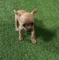 Chihuahua M1, a male Chihuahua for sale in Houston, TX – 6 of 8