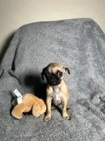 Pug F2, a female Pug for sale in Houston, TX – 1 of 9
