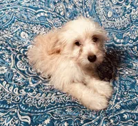 MaltiPoo, a male Maltipoo for sale in Houston, TX – 8 of 10