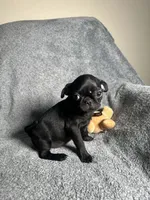 Pug G3, a female Pug for sale in Houston, TX – 4 of 6