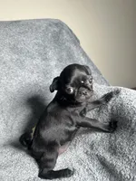 Pug G3, a female Pug for sale in Houston, TX – 5 of 6