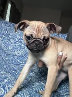Pug 2, a female Pug for sale in Houston, TX – 2 of 8