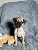 Pug F2, a female Pug for sale in Houston, TX – 3 of 9