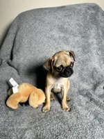 Pug F2, a female Pug for sale in Houston, TX – 7 of 9