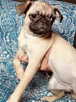 Pug F2, a female Pug for sale in Houston, TX – 2 of 5