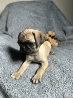 Pug M1, a female Pug for sale in Houston, TX – 5 of 10