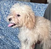 Maltipoo Boy, a male Maltipoo for sale in Houston, TX – 7 of 7