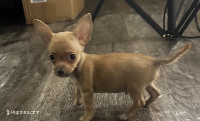 Chihuahua M1 – Chihuahua puppy for sale in Houston, TX
