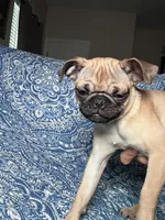 Pug 2, a female Pug for sale in Houston, TX – 3 of 8