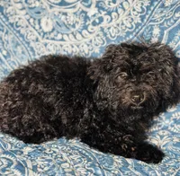 Maltipoo Girl, a female Maltipoo for sale in Houston, TX – 8 of 9