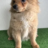 Bella, a female Pomeranian for sale in Houston, TX – Photo 1 of 10