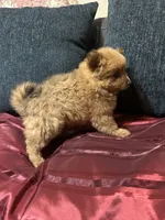 Bella, a female Pomeranian for sale in Houston, TX – Photo 1 of 10