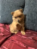 Bella, a female Pomeranian for sale in Houston, TX – Photo 3 of 10