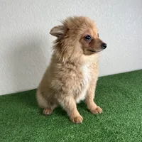 Bella, a female Pomeranian for sale in Houston, TX – Photo 6 of 10