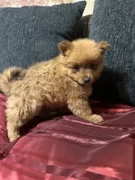 Bella, a female Pomeranian for sale in Houston, TX – Photo 8 of 10