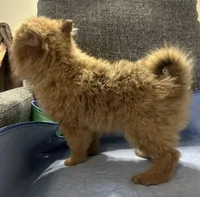 Bella, a female Pomeranian for sale in Houston, TX – Photo 9 of 10