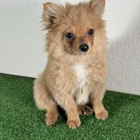 Bella, a female Pomeranian for sale in Houston, TX – Photo 10 of 10